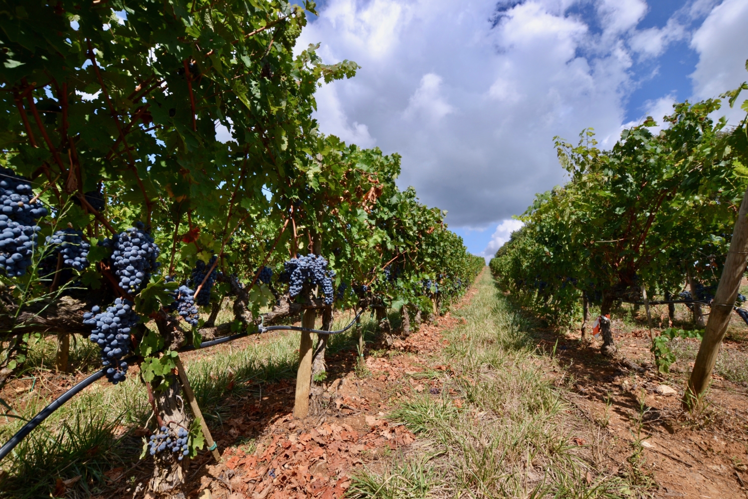 Etruscan Wines In Maremma In Days Angela Personal Tuscan Tour