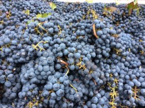 grape harvest season