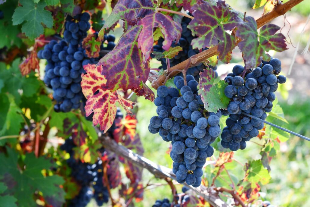 Stemless wine glass - Angela Personal Tuscan Tour