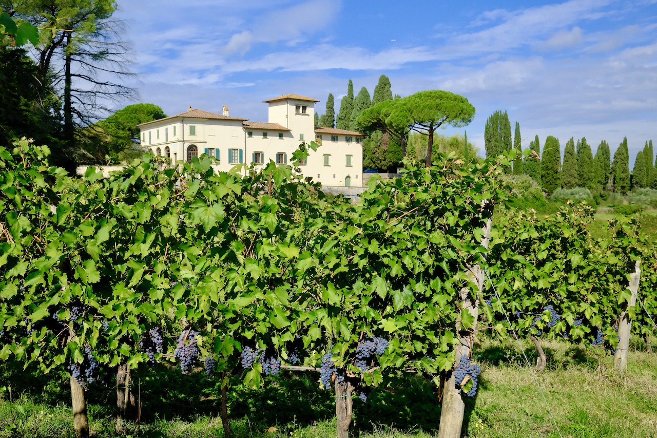 Chianti wine vineyard