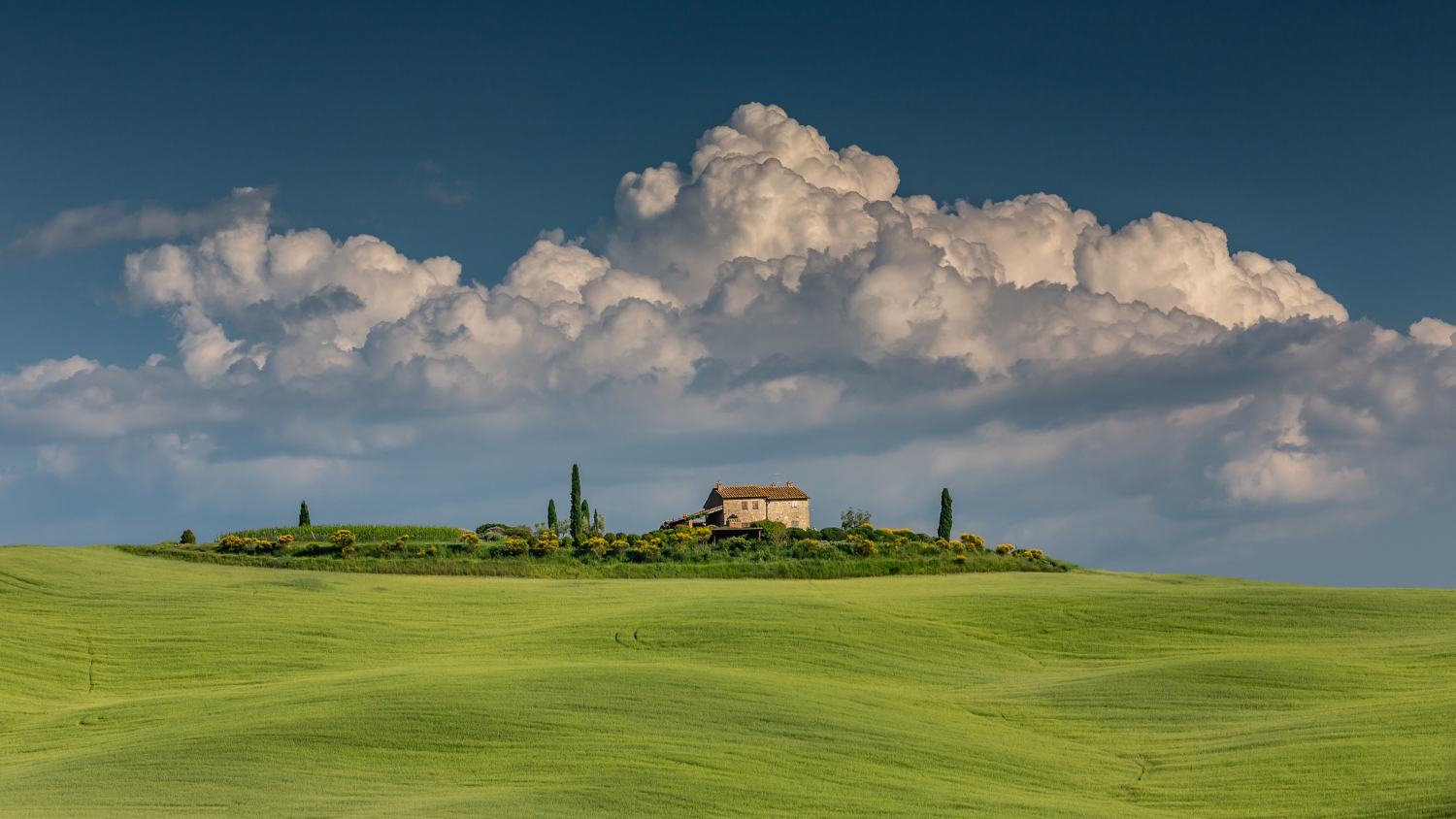 Vineyards in Montalcino area