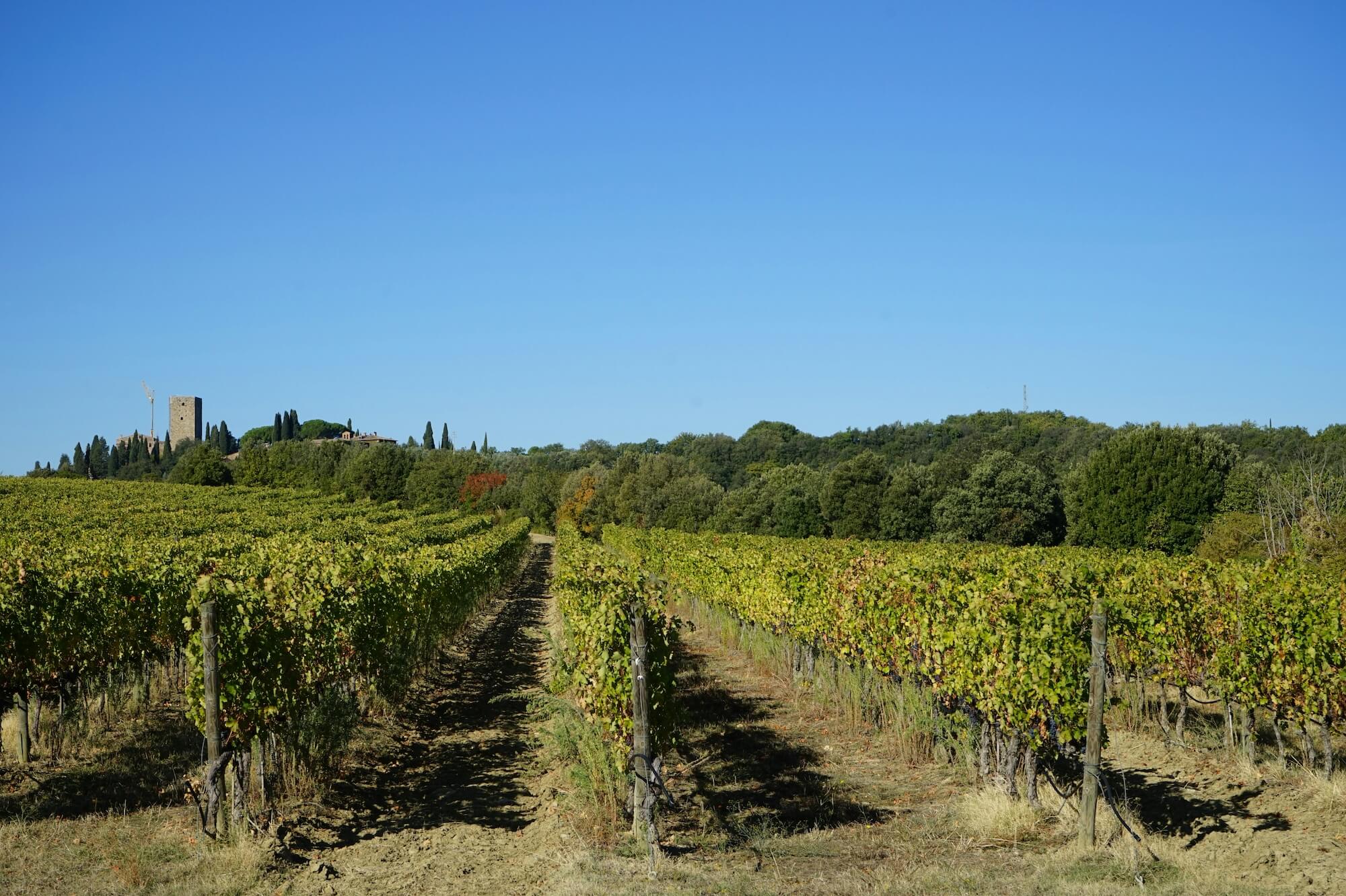 vineyards in Montalcino area